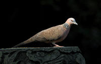 Image of: Streptopelia chinensis (spotted dove)