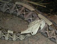 Image of: Bitis gabonica (Gaboon viper)