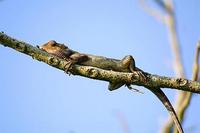 Image of: Calotes versicolor