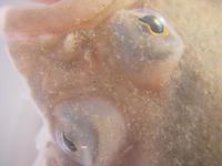Platichthys flesus - European Flounder