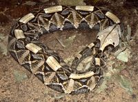 Bitis gabonica - Gaboon Viper