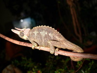 Chamaeleo jacksonii - Jackson's Chameleon