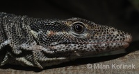 Varanus timorensis - Timor monitor