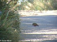 Painted Bush Quail - Perdicula erythrorhyncha