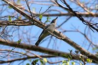 Pale Cicadabird - Coracina ceramensis