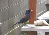 Lidth's Jay - Garrulus lidthi