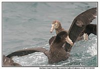 Hall's Giant Petrel - Macronectes halli