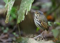 Spectacled (Streak-chested) Antpitta (Hylopezus perspicillatus) photo