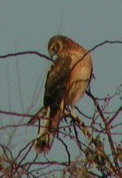 Northern Harrier - Circus cyaneus