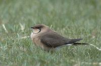 Oriental Pratincole (Glareola maldivarum) photo