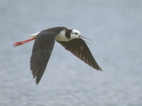 Pied (White-headed) Stilt (Himantopus leucocephalus) photo