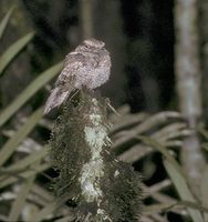 Ladder-tailed Nightjar (Hydropsalis climacocerca) photo