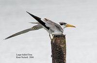 Large-billed Tern - Phaetusa simplex