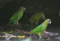 Scarlet-shouldered Parrotlet - Touit huetii