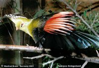 Livingstone's Turaco - Tauraco livingstonii