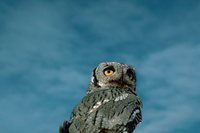 Western Screech-Owl - Megascops kennicottii