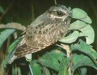 White-winged Nightjar - Caprimulgus candicans