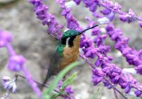 Purple-throated Mountain-gem - Lampornis calolaema