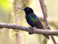 Velvet-purple Coronet - Boissonneaua jardini