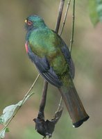 Masked Trogon - Trogon personatus