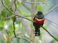 Masked Trogon - Trogon personatus