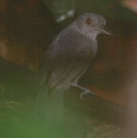 Plain-winged Antshrike - Thamnophilus schistaceus