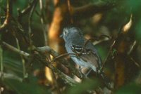 Variable Antshrike - Thamnophilus caerulescens