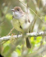 Swainson's Flycatcher - Myiarchus swainsoni