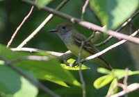 Great Crested Flycatcher - Myiarchus crinitus