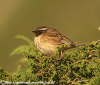 Black-throated Accentor - Prunella atrogularis
