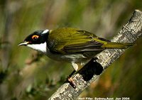 White-naped Honeyeater - Melithreptus lunatus