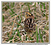 Le Conte's Sparrow - Ammodramus leconteii