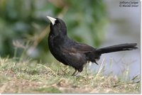 Solitary Cacique - Cacicus solitarius