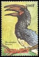 Cl: Silvery-cheeked Hornbill (Ceratogymna brevis)(Out of range)  new (2000)