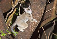 Lesser Bushbaby (Galago moholi) AKA South African Lesser Bushbaby