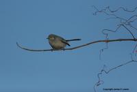 *NEW* Masked Gnatcatcher - female