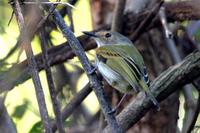 Rusty-fronted  tody-flycatcher   -   Todirostrum  latirostre