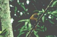 Barred antshrike, female