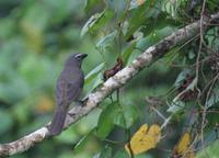 (Southern) Grayish saltator, Saltator coerulescens