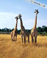Masai Giraffes (Giraffa camelopardalis) photo