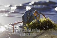 Soldier crab in the sand , Philippines stock photo