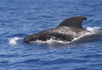 short-finned pilot whale. (c) alice mackay.