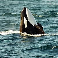 Spy Hopping Killer Whale