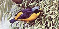 Blue-hooded Euphonia