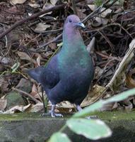 Japanese Wood Pigeon » Columba janthina