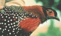 55. 검은머리꿩 (黑頭角雉, 흑두각치 hei tou jiao zhi） Tragopan melanocephalus