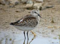 Red-Necked Stint Calidris ruficollis 좀도요