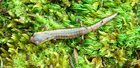 : Bolitoglossa rostrata