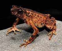 : Bufo divergens