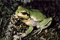: Hyla arborea schelkownikowi; Common Tree Frog